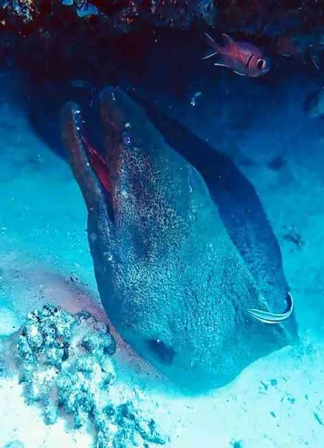 Close-up underwater view of a giant moray eel on the reef with a small fish nearby