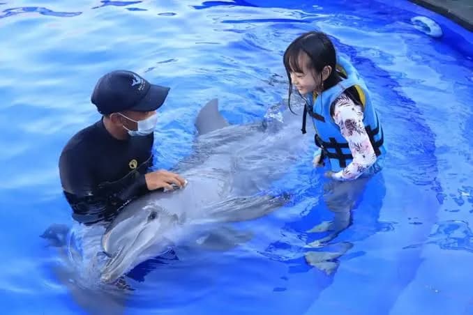 Child in a life jacket and trainer in the water with a dolphin during the swim session