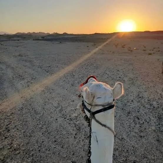 View over a camel's head across the desert toward the rising sun