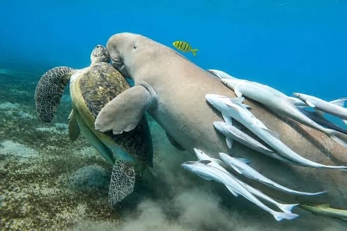 Sea turtle and dugong swimming close together with a small fish nearby