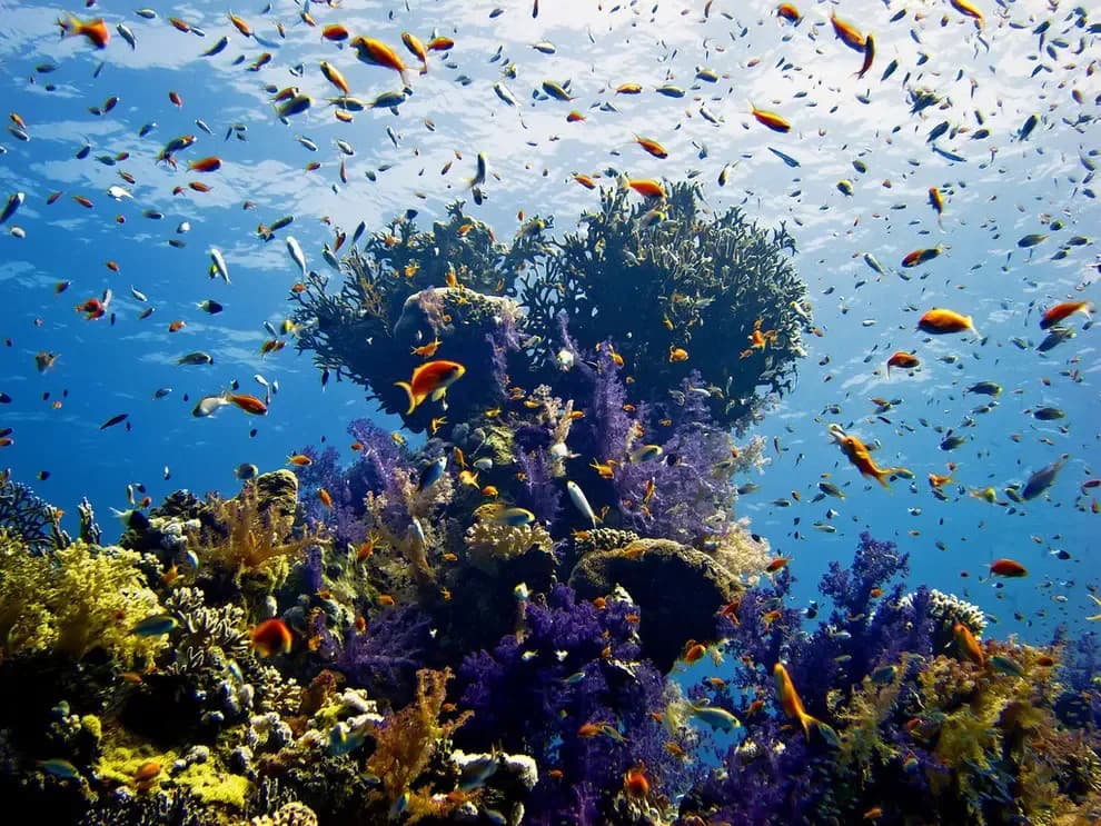 Colorful coral reef and tropical fish underwater near Magawish Island