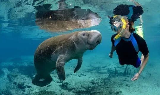 Snorkeler face to face with a dugong underwater