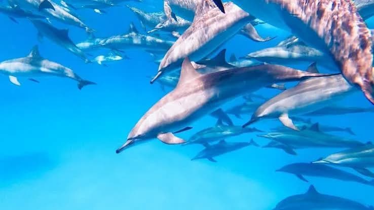 Close-up underwater view of a group of spinner dolphins swimming together
