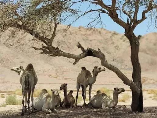 Camels resting under a tree in the desert
