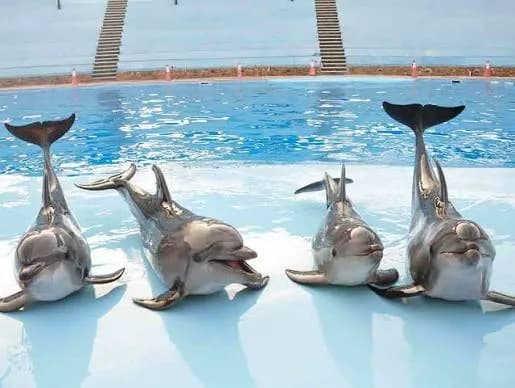 Four dolphins posed together at the edge of the pool