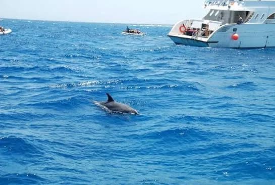 Dolphin fin breaking the surface near a dive boat