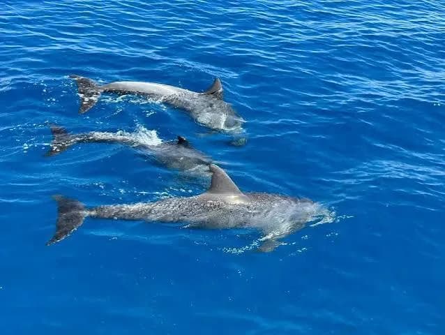 Two dolphins swimming near the surface of the sea