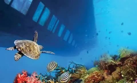 Sea turtle swimming near the Seascope boat over the reef