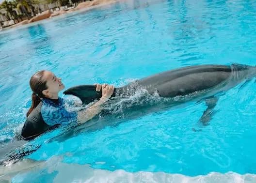 Guest in a wetsuit being pulled through the water by a dolphin