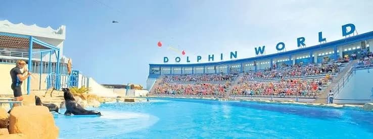 Sea lion performing at Dolphin World Hurghada with audience stands