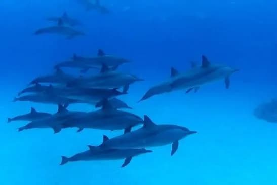Pod of spinner dolphins swimming together underwater in deep blue water