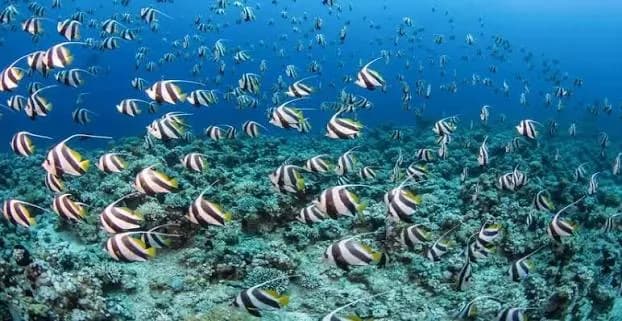 Large school of striped bannerfish swimming over a coral reef