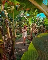 Walking through a banana plantation on Banana Island