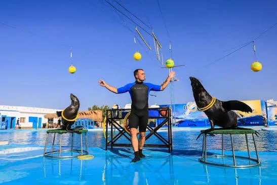 Sea lions performing balancing tricks with a trainer