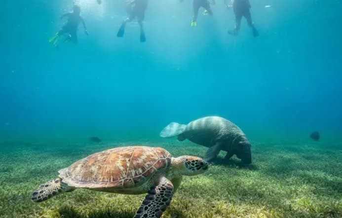 Sea turtle and dugong swimming together over seagrass with snorkelers above