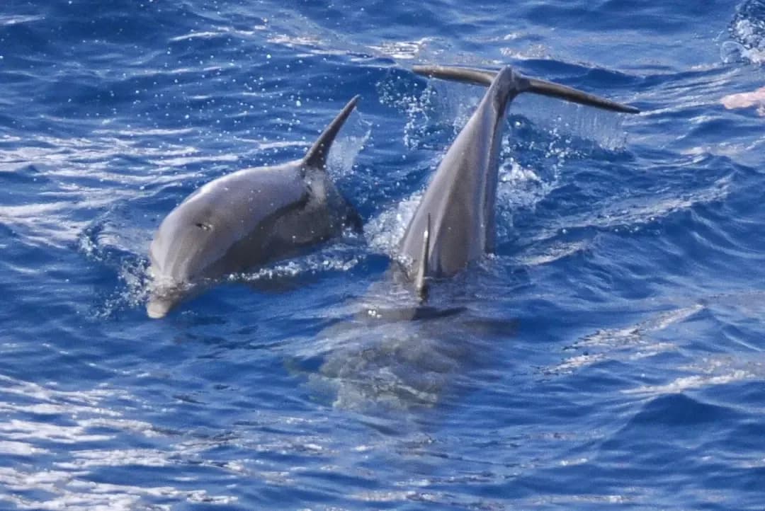 Snorkeler swimming alongside a pod of wild dolphins in the Red Sea
