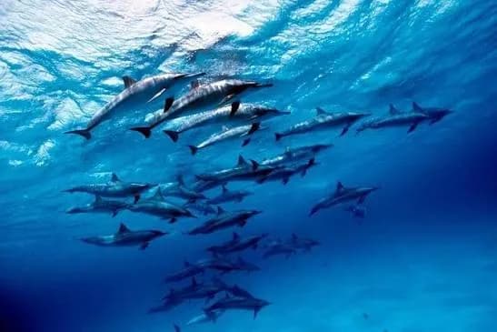 Large pod of wild dolphins swimming together underwater