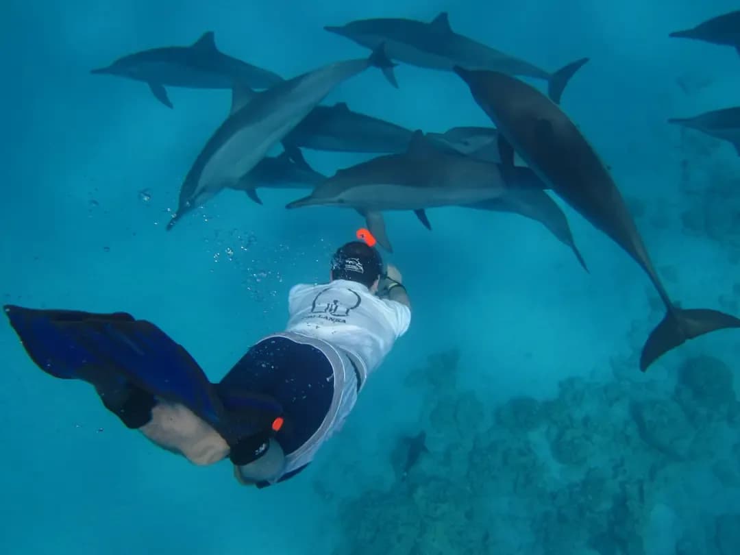 A snorkeler swimming alongside a large pod of wild spinner dolphins in the Red Sea