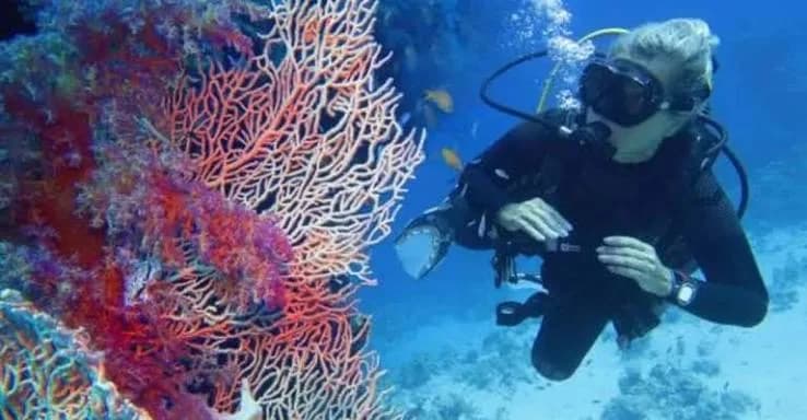 Diver examining a vivid red and purple coral fan on the reef