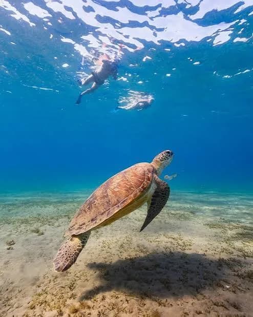 Snorkelers swimming above a green sea turtle over a shallow Red Sea reef