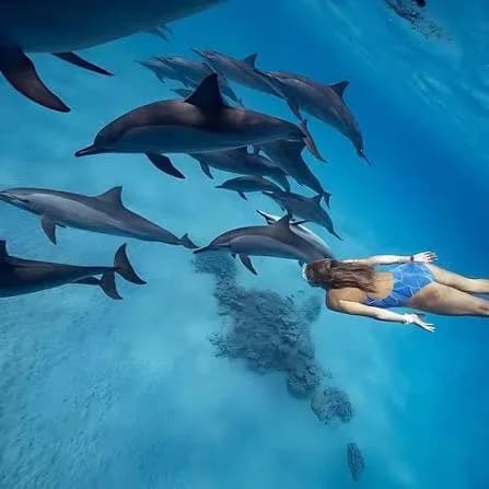 Snorkeler gliding underwater beside a pod of wild spinner dolphins at Shaab Samadai